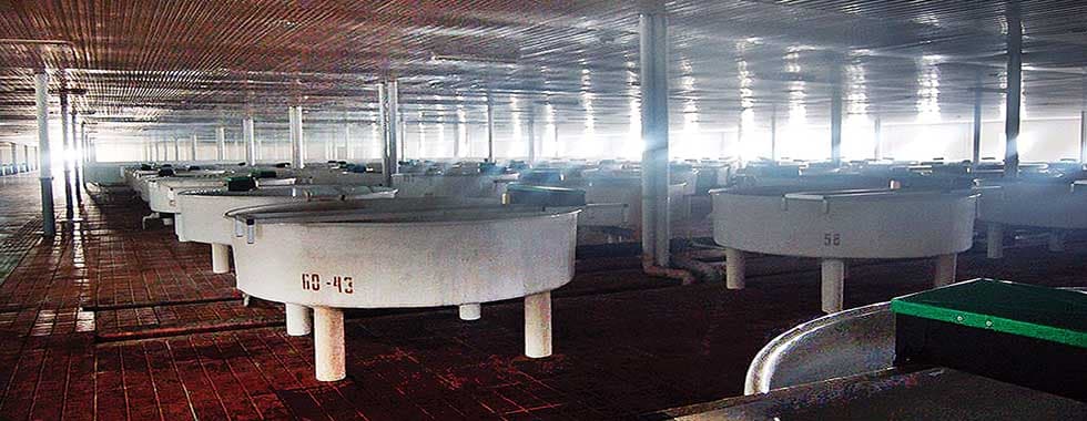 CONSTRUCTION OF CAVIAR FACTORY